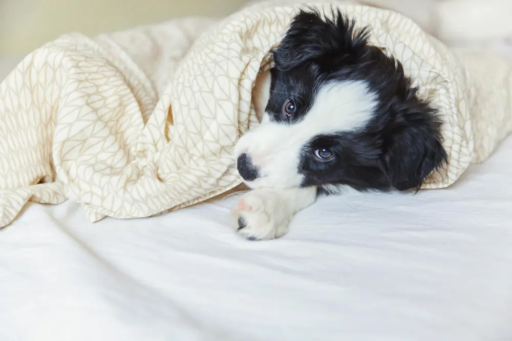 Cão Border Collie deitado na cama enrolado em um cobertor para dormir