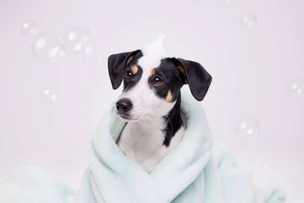 Cachorro molhado sujo de espuma enrolado em toalha após o banho