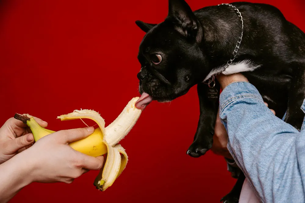 filhote de bulldog frances comendo banana