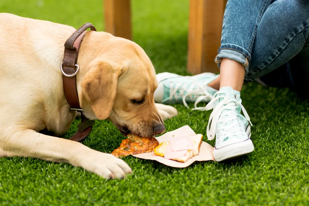 cachorro comendo sanduíche no parque