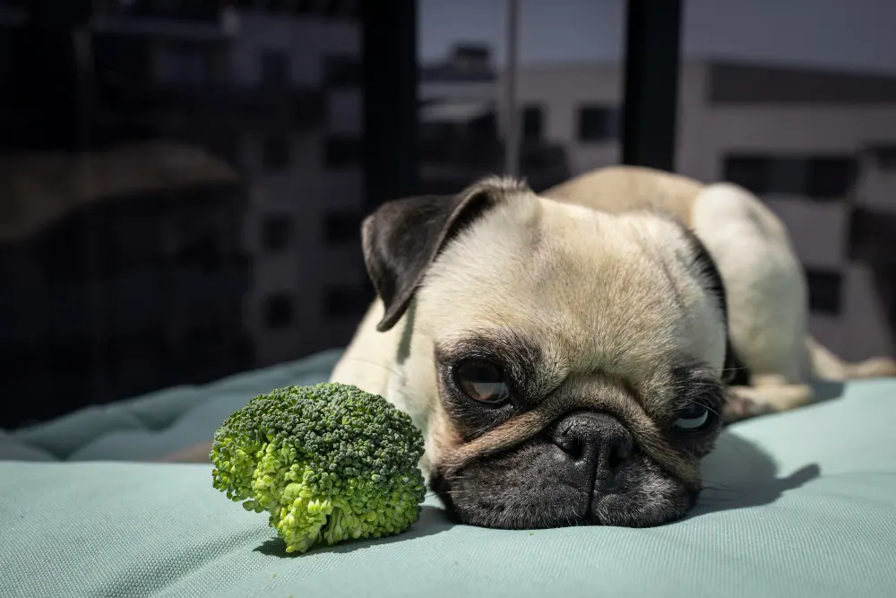cachorro proximo a pedaço de brocolis