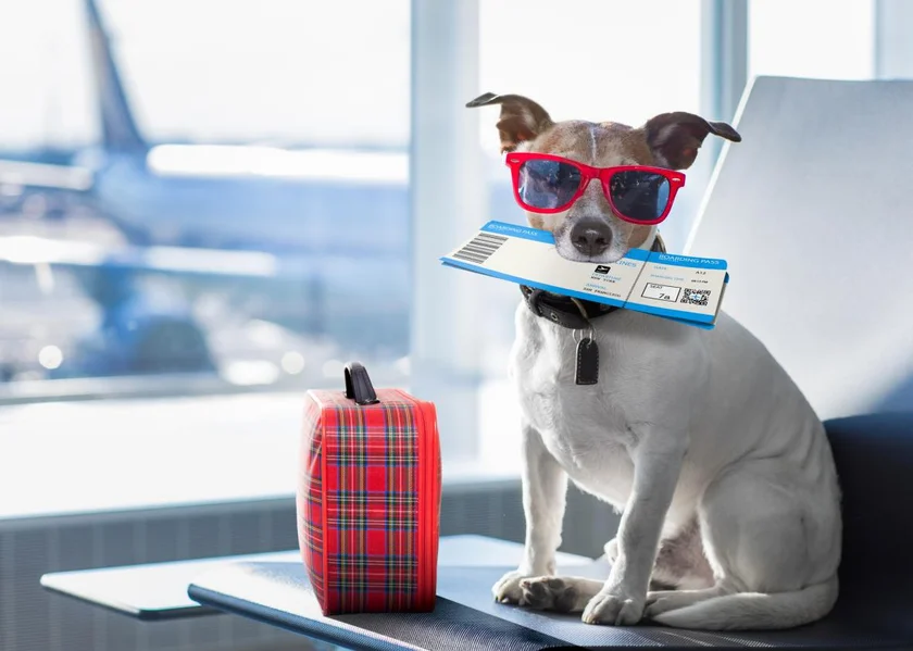cachorro de óculos e mala segurando passagem de avião