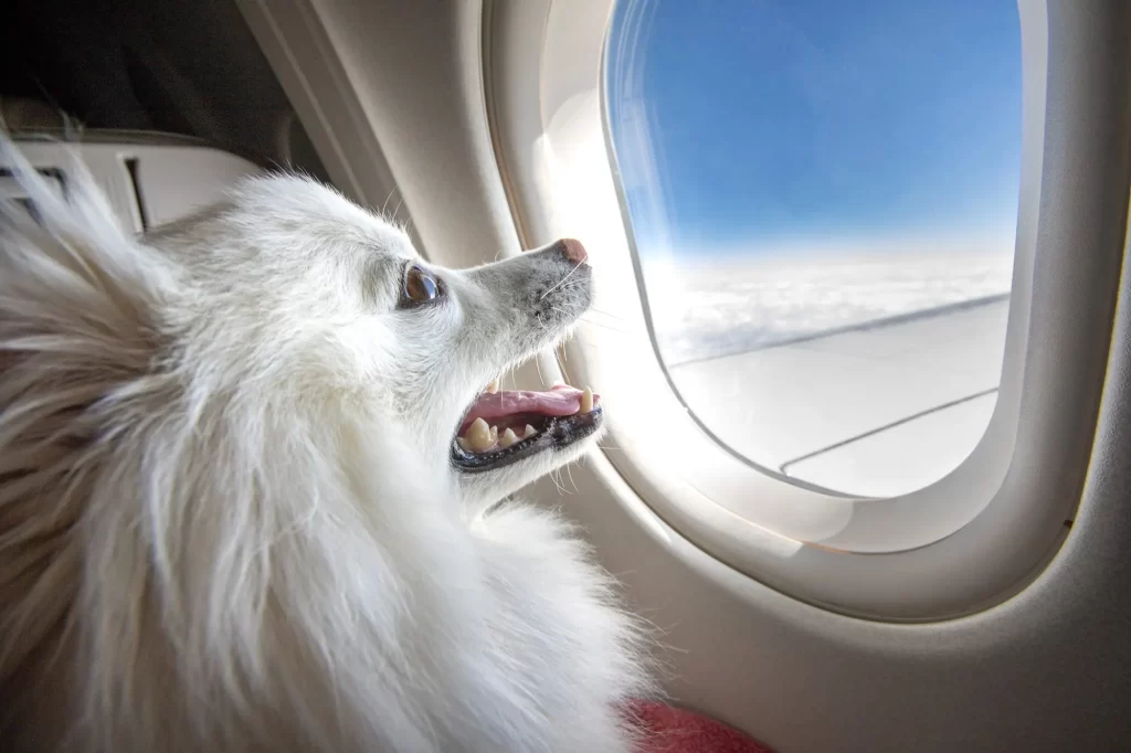 cachorro observando janela de avião