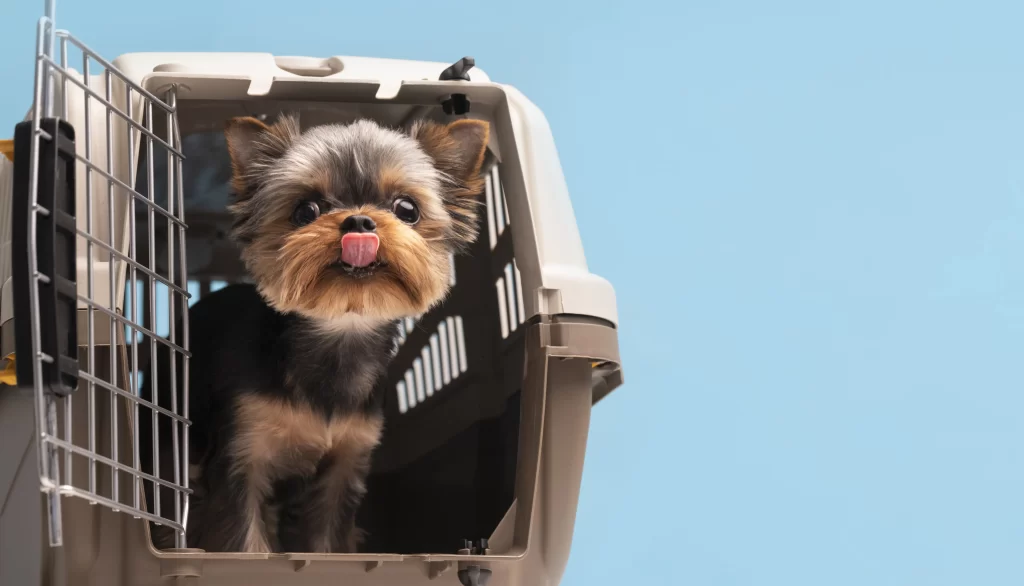 cachorro pequeno dentro de caixa de transporte