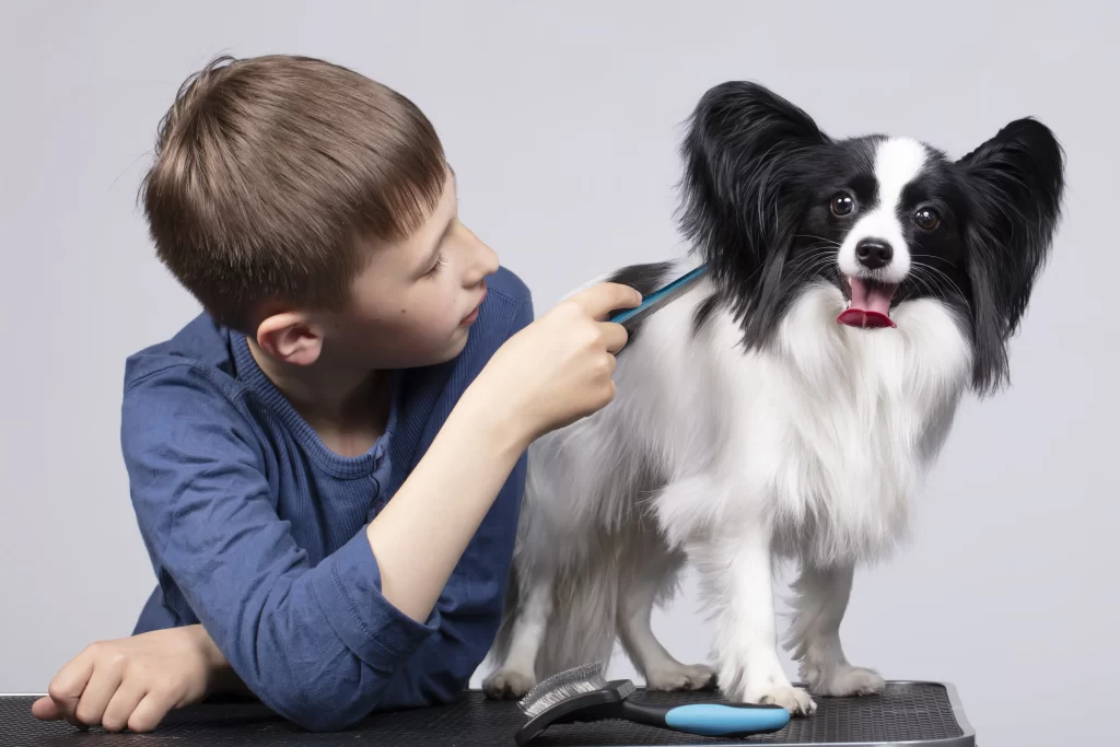 Garotinho penteando seu cachorro papillon