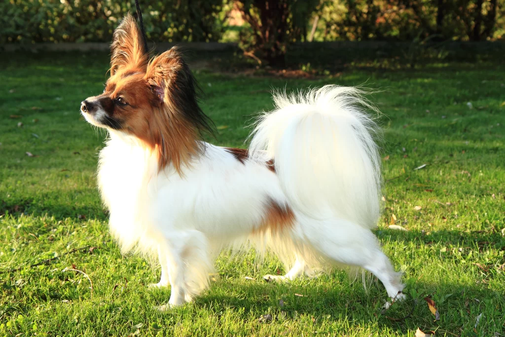 Papillon no gramado do jardim