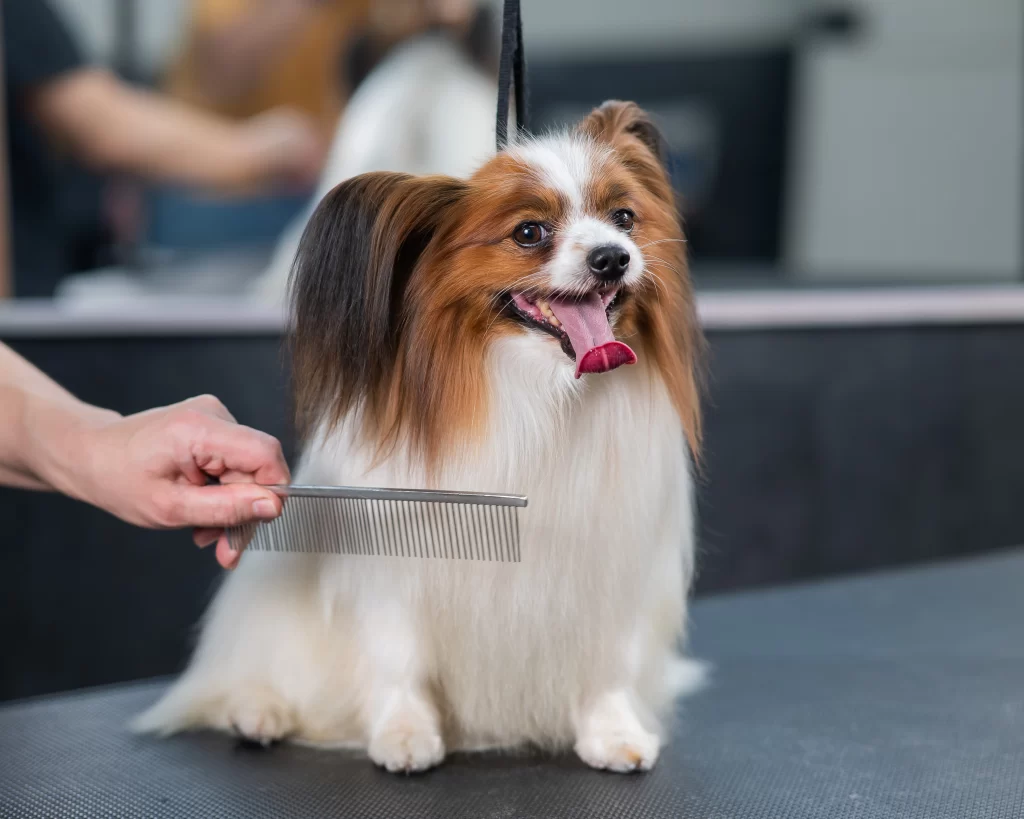 Papillon sendo penteado por profissional groomer