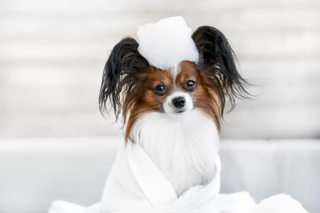 Papillon tomando banho com espuma na cabeça