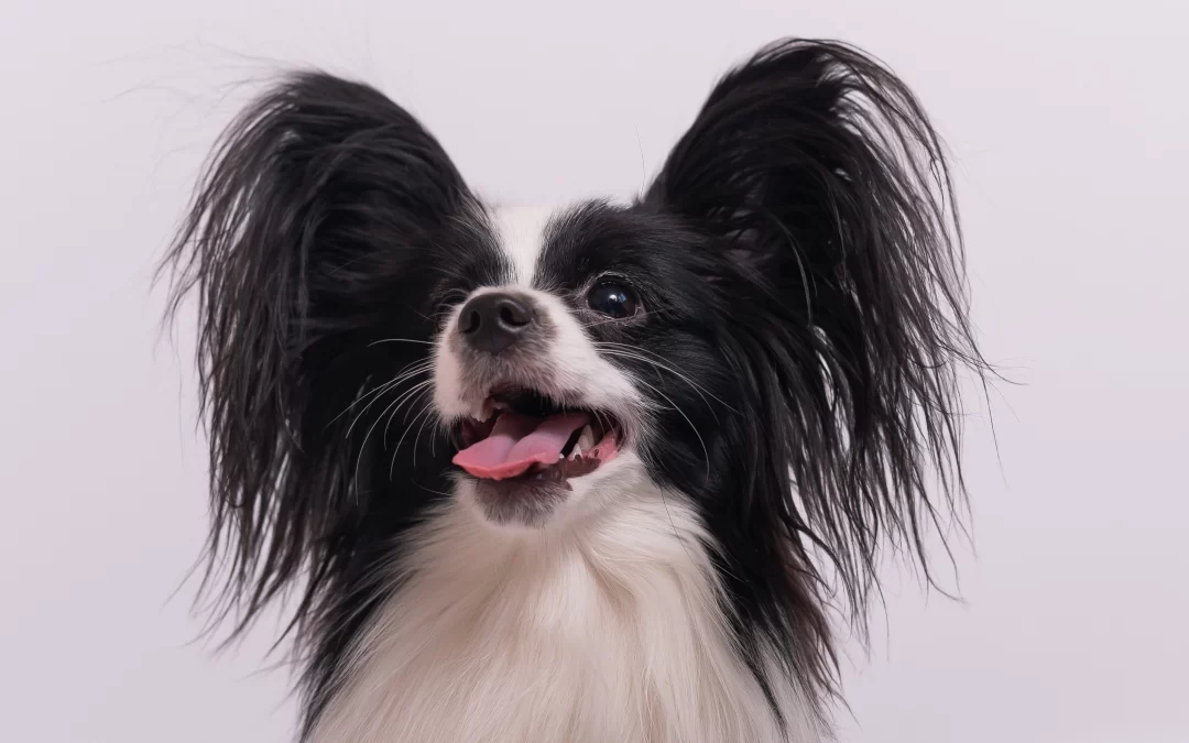 PAPILLON: O “CÃO BORBOLETA” QUE VAI TE ENCANTAR