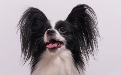 PAPILLON: O “CÃO BORBOLETA” QUE VAI TE ENCANTAR